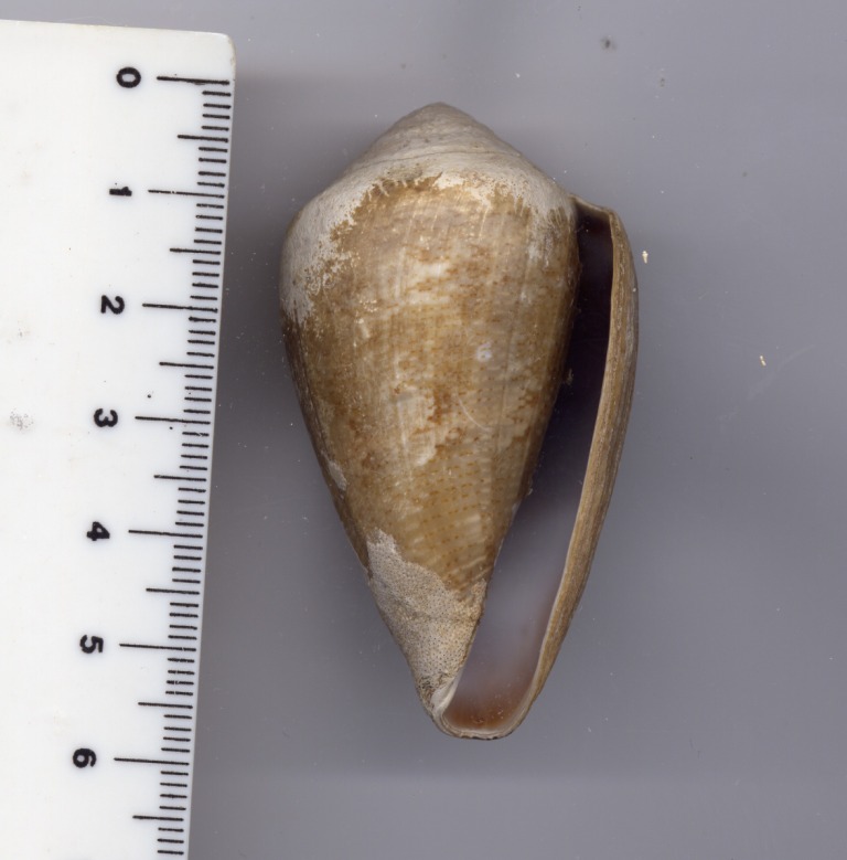 Conus mediterraneus